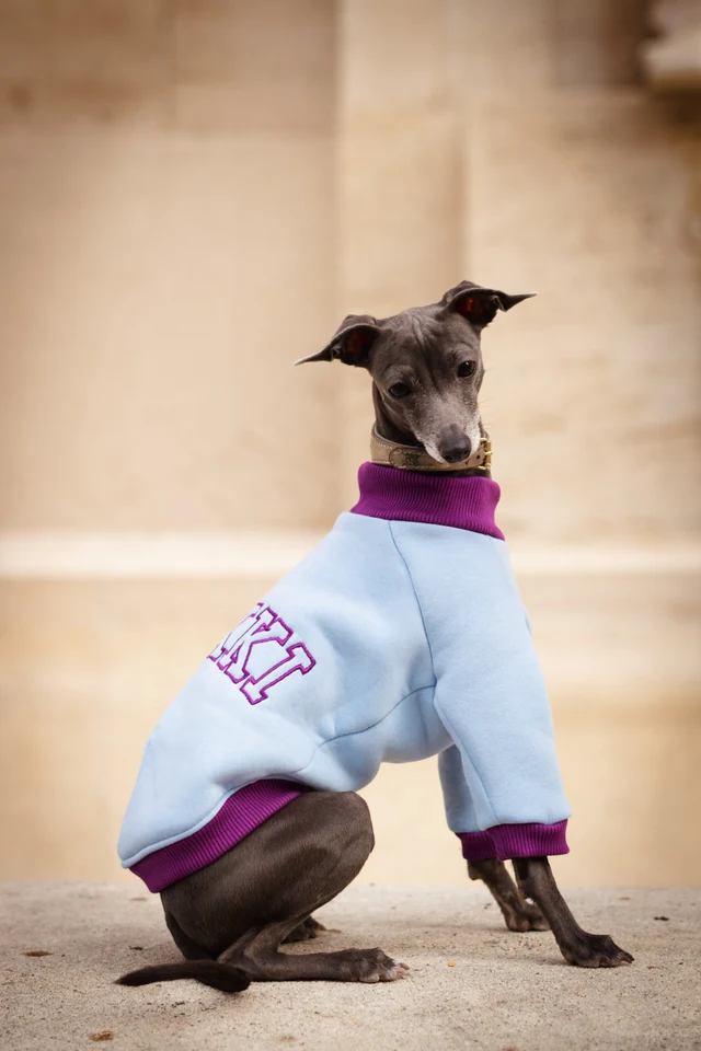 Italian Greyhound in a pale blue sweatshirt with purple ribbed cuffs